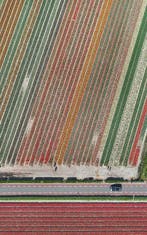 Bernhard Lang - AV_Tulip_Fields_010 - XL