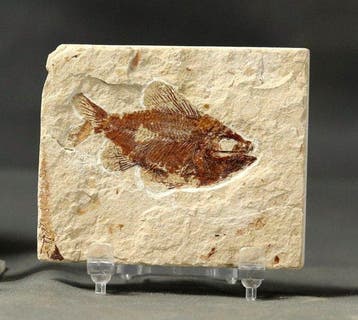 Prachtigste fossiele vis op steen - - Gefossiliseerd dier -