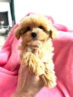 Mini MALTIPOO pups mogen verhuizen, speels en gezond, Parvo, Overige rassen, 8 tot 15 weken, Meerdere