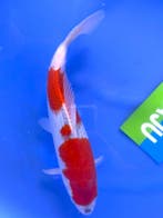 HQ Sakura Ogon van Yamaju  40cm (Japanse Koi), Karper of Koi