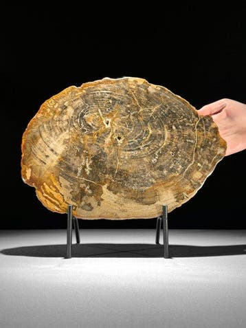 Prachtige plak versteend hout op een op maat gemaakte