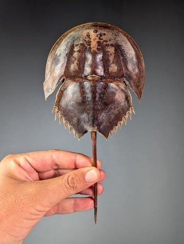 Mangrove-paardenschoenkrab Pantser - Carcinoscorpius, Nieuw