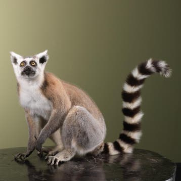 Ringstaartmaki Taxidermie Opgezette Dieren By Max, Ophalen of Verzenden, Nieuw, Wild dier, Opgezet dier