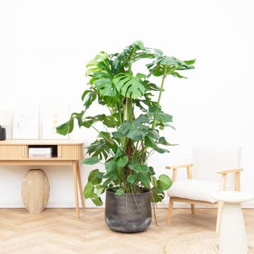 Green Bubble - Monstera Deliciosa XXL - 170cm - Ø35 cm, Ophalen of Verzenden