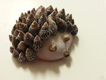 Codakia Tigerina schelpen 1 kilo, Ophalen of Verzenden, Nieuw