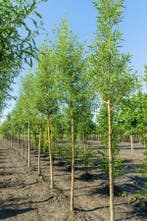 Salix alba Chermesina hoogstam, Tuin en Terras, Planten | Tuinplanten