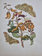 Maria Sibylla Merian (1647–1717) - Lot of 4 plates da