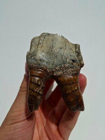 Wolharige neushoorn - Fossiele kies - Coelodonta