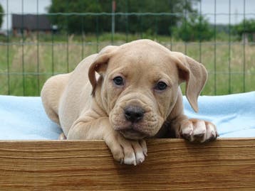 Old English Bulldog pups!  | Hartelijk Welkom.!, Parvo, Nederland, 8 tot 15 weken, Bulldog