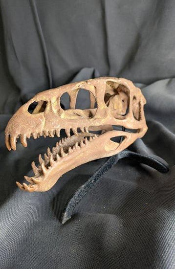 Fossiele schedel - Masiakasaurus knopfleri - Museum-Grade