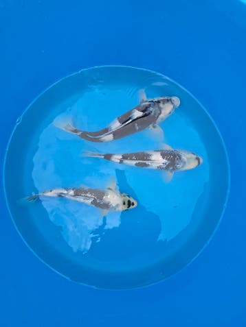 Japanse koi vanaf €11 | Einde-seizoensale tot 50%, Dieren en Toebehoren, Karper of Koi
