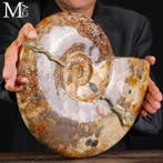 Prachtig !!! - Grote fossiele ammoniet Cleoniceras –, Verzamelen, Mineralen en Fossielen
