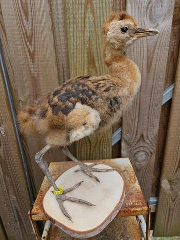 Super mooie Jonge opgezette grijze kroonkraanvogel, Nieuw