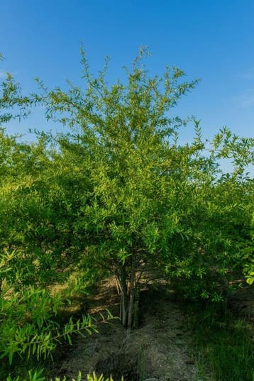 Quercus phellos meerstammig 250-300