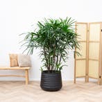 Green Bubble - Rhapis Excelsa - 150cm - Ø27- 30 cm, Ophalen of Verzenden
