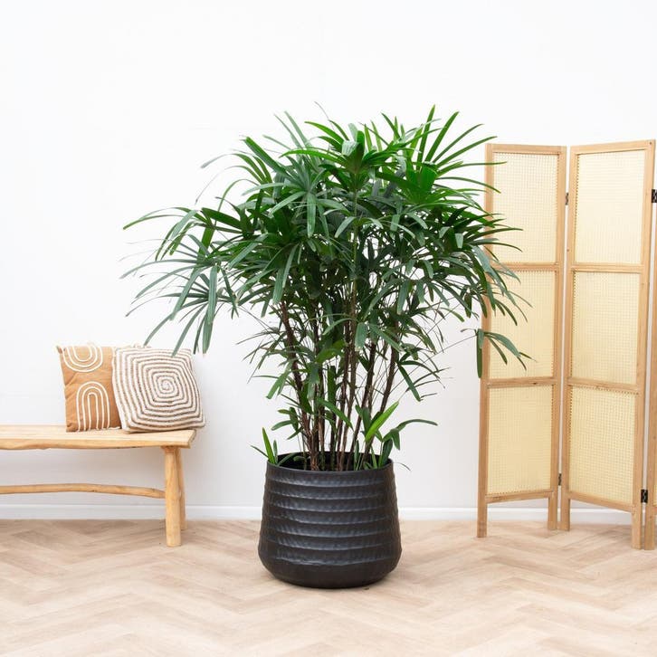 Green Bubble - Rhapis Excelsa - 150cm - Ø27- 30 cm, Huis en Inrichting, Kamerplanten, Ophalen of Verzenden