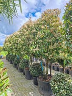 Photinia Red robin, glansmispel, Meerstammig, bol op stam, Ophalen