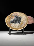 Prachtige plak versteende palmwortel op een op maat gemaakte