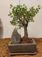 Japanese iep bonsai (Zelkova) - Hoogte (boom): 24 cm -