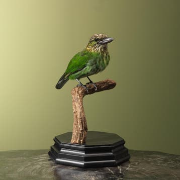 Groene Baardvogel Taxidermie Opgezette Dieren By Max, Ophalen of Verzenden, Nieuw, Vogel, Opgezet dier
