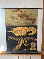 Jung-Koch-Quentell - Hagemann - Freshwater Crayfish - Jaren, Antiek en Kunst