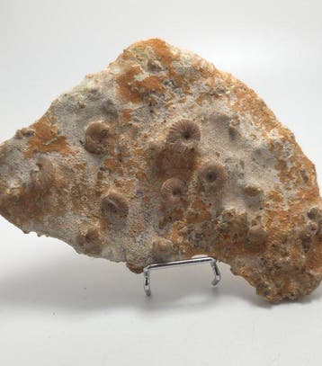 Fossiel - Gefossiliseerd dier - piece of seabed hundreds of, Verzamelen, Mineralen en Fossielen
