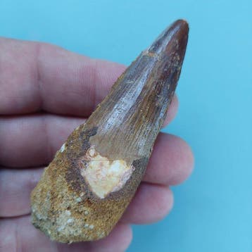 Spinosaurus - Fossiele tand - 80 mm - 28 mm