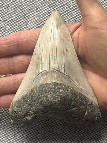Megalodon tand 12,2 cm - Fossiele tand - Carcharocles
