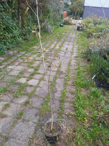 Hymalajaberk chinese berk doorenbos albosinensis betula, Ophalen, In pot, Overige soorten