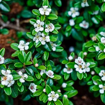 Cotoneaster Tuincollectie – 3 Planten Vaste planten, Tuin en Terras, Bodembedekkers, Volle zon, Vaste plant, Verzenden