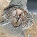 Prachtige Trilobiet - Gefossiliseerd dier - Declivolithus