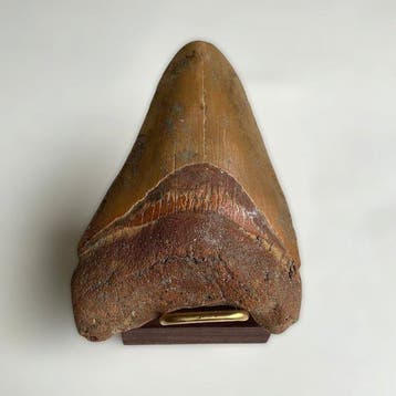 Megalodon - Fossiele tand - 100 mm - 71 mm, Verzamelen