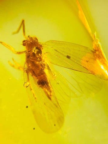 Natuurlijke Insecten-amber Gouden Amber - Barnsteen - cicada