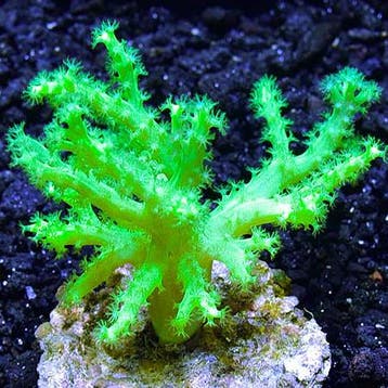 Sinularia Asterolobata (Vingerleder Koraal) Ultra Groen M (O, Ophalen of Verzenden, Nieuw