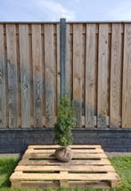 Taxus - Taxus Media Hicksii - Haagplanten 60 t/m 200cm, Ophalen of Verzenden, Taxus, Haag