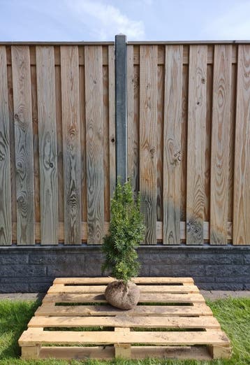 Taxus - Taxus Media Hicksii - Haagplanten 60 t/m 200cm, Ophalen of Verzenden, Taxus, Haag