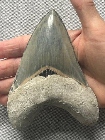 Enorme Megalodon-tand van 13,2 cm - Fossiele tand -