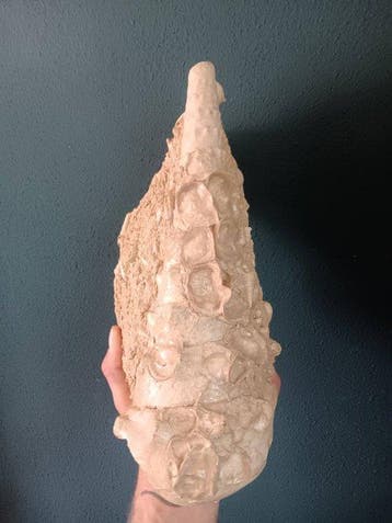 Gastropode - Gefossiliseerd dier - Campanile giganteum - 32, Verzamelen, Mineralen en Fossielen