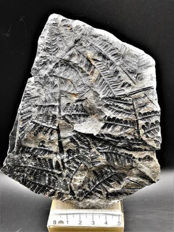 Varen - Gefossiliseerde plant - Lobatopteris miltoni (Artis