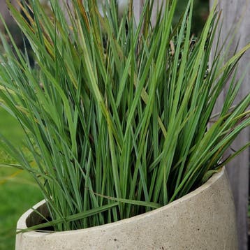 Ares S 35x35x40 cm Cream, Verzenden, Nieuw, Rond, Beton