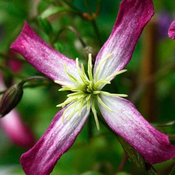 Clematis Rubromarginata container (C2) Sierplanten, Verzenden, Klimplanten