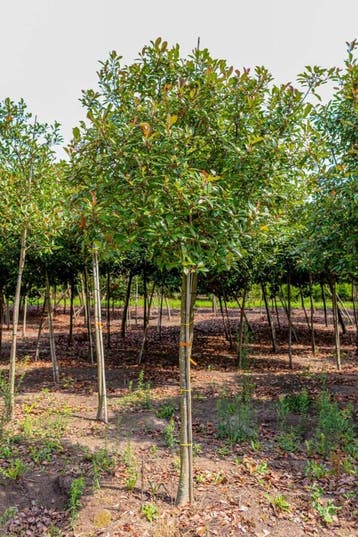 Photinia fraseri Red Robin hoogstam 14/16 180cm stam