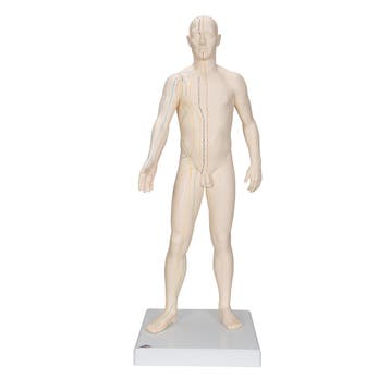 Acupunctuur en meridianen model (man, 70 cm), Nieuw