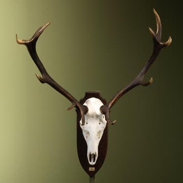 Edelhert Gewei Taxidermie Opgezette Dieren By Max, Verzamelen, Dierenverzamelingen, Ophalen of Verzenden, Nieuw, Wild dier, Opgezet dier