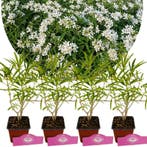 Choisya Aztec Pearl, Verzenden