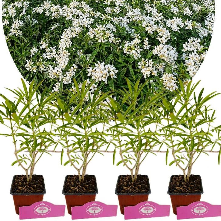 Choisya Aztec Pearl, Tuin en Terras, Planten | Tuinplanten, Verzenden