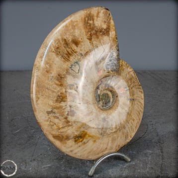 Natuurlijke ammoniet Cleoniceras fossiel- 2112.39 g