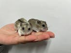 Jonge lieve Chinese dwerghamsters te koop!, Dieren en Toebehoren, Meerdere dieren, Hamster, Tam