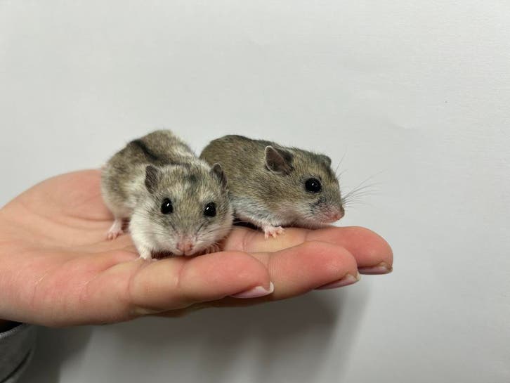 Jonge lieve Chinese dwerghamsters te koop!, Dieren en Toebehoren, Knaagdieren, Hamster, Augustus, Tam, Meerdere dieren