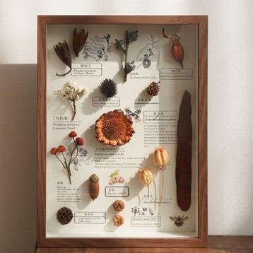 Diverse plantenzaden Taxidermie volledige montage - Various